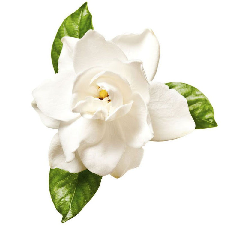 Gardenia