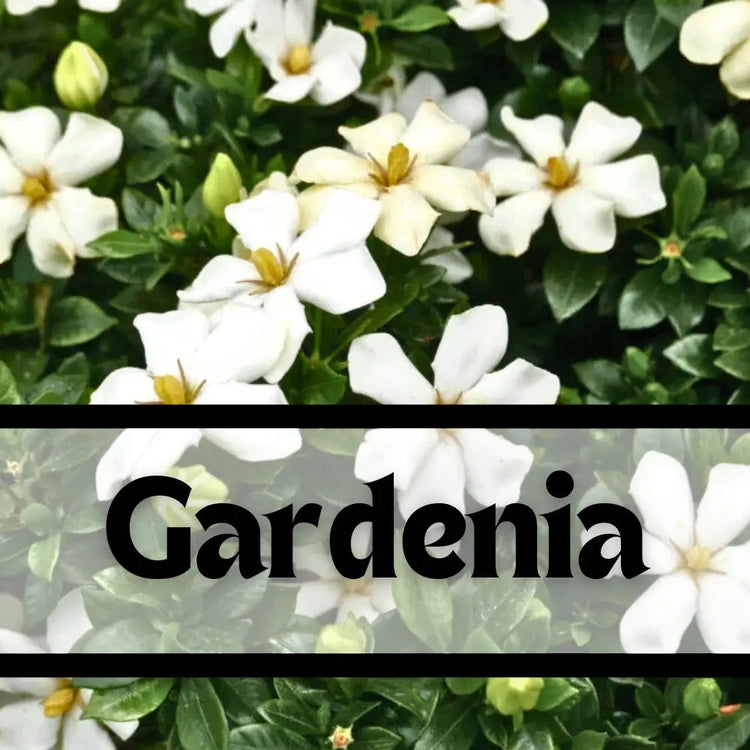 Gardenia Geurnoot