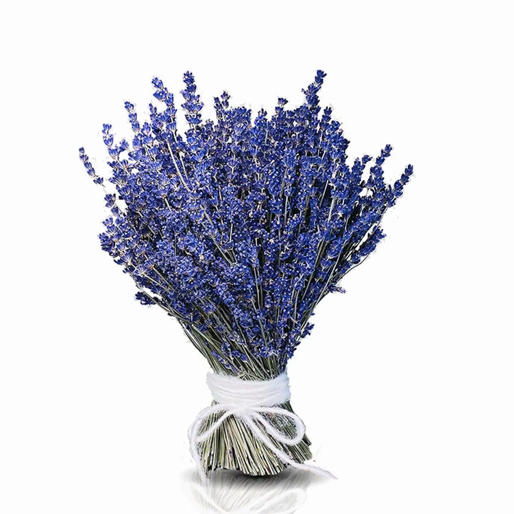 Lavendel