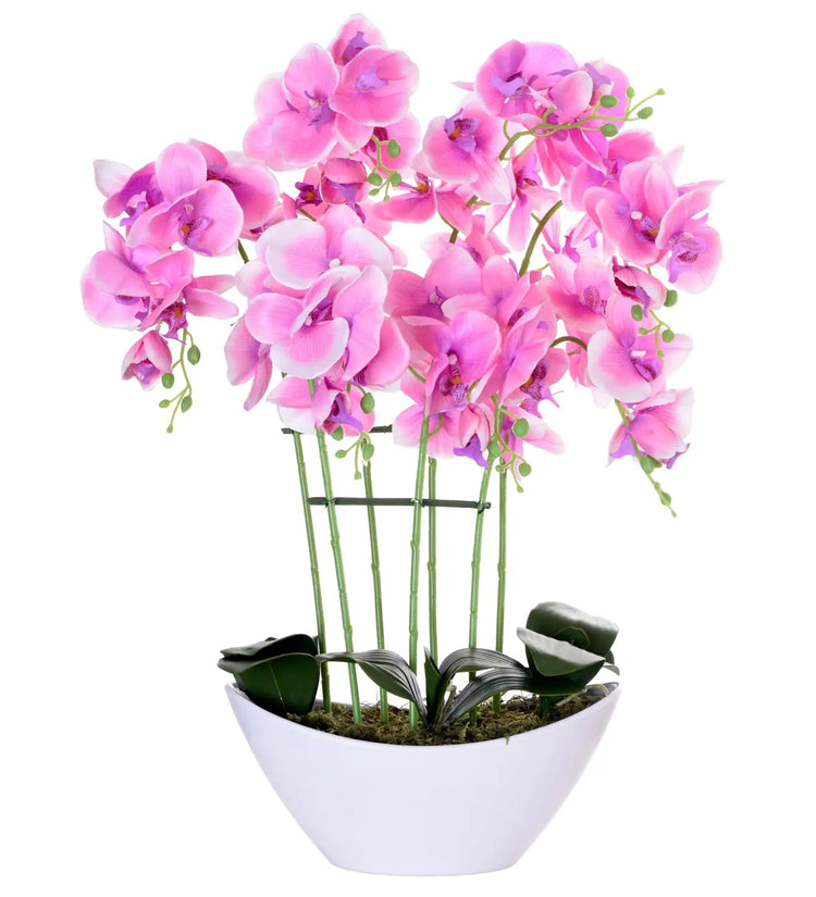 Orchidee