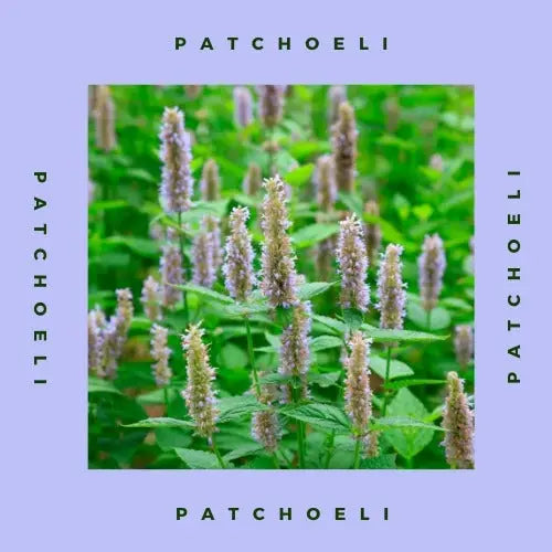 Patchoeli