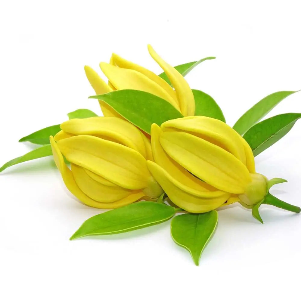 Ylang Ylang