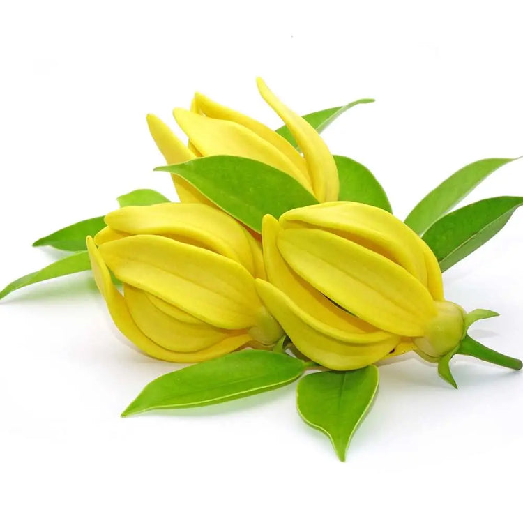 Ylang Ylang